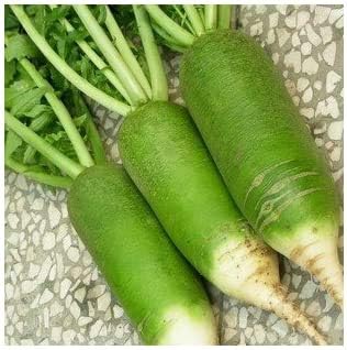 Green Rainbow Radish Seeds for Planting - 100 pcs
